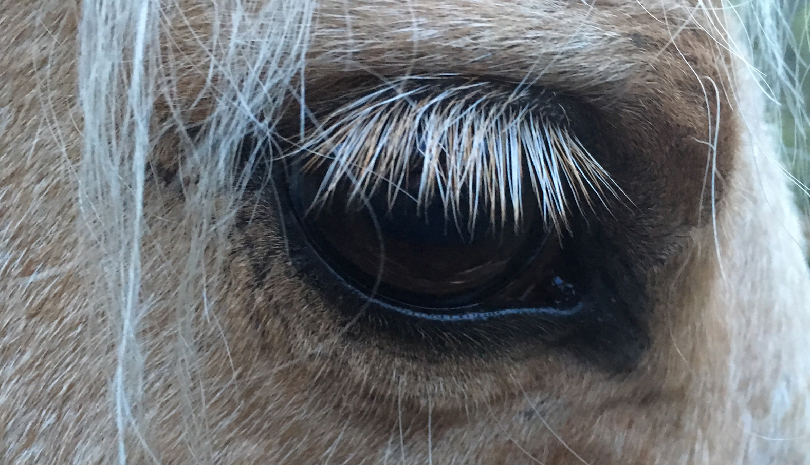 Primer pla de l'ull d'un cavall Haflinger de pelatge clar.