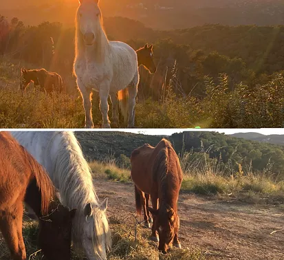 Collage of two photographs of horses in a natural setting. In the upper part, a white horse is seen in the foreground, standing out against the golden light of the sunset, with other horses in the background. In the lower part, the same horses are grazing on a dirt road, with a mountain landscape in the background.